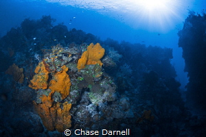 "Choose Your Path"
A coralscape taken on a dive site aro... by Chase Darnell 